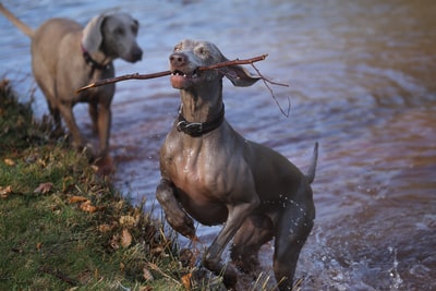 Brown dog bite stick close to the water body
